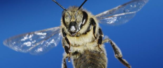 bienen.jpg