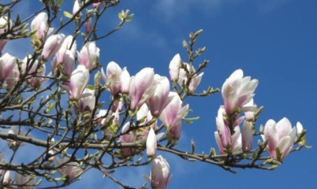 magnolienbaum.jpg