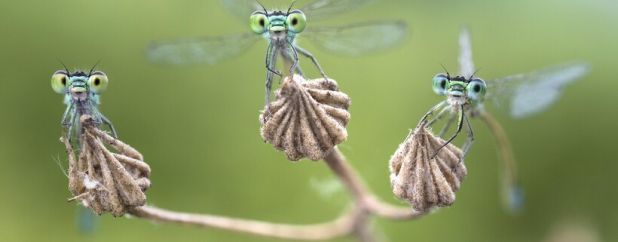 insekten.jpg