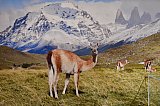 Lamas in Patagonien - Hoffnung am Ende der Welt. Von Feuerland zur Osterinsel